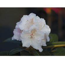 Rhododendron boule Rhododendron degronianum ssp. yakushimanum 'Couronne de neige' H 30-40 cm Co 5 L