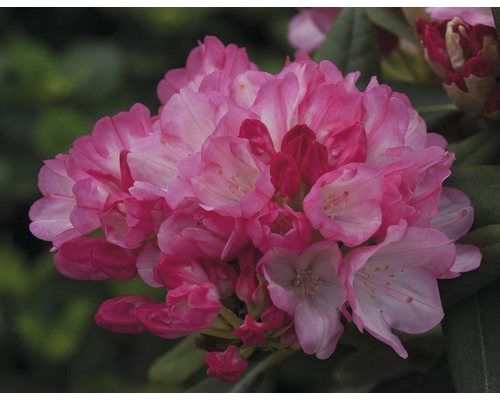 Ball-Rhododendron Rhododendron degronianum ssp. yakushimanum 'Fantastica' H 30-40 cm Co 5 L Nahaufnahme einer rosa Rhododendronblüte
