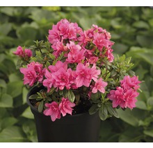 Azalée en pot avec des fleurs roses.