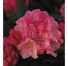 Gros plan d''une fleur de rhododendron rose