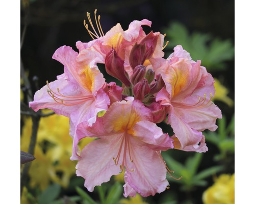 Azalee Rhododendron lutem 'Cecile' H 30-40 cm Co 5 L