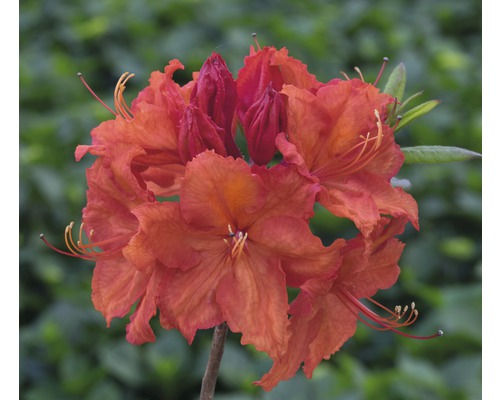 Azalée Rhododendron lutem 'Feuerwerk' à feuilles caduques h 30-40 cm Co 5 l Fleurs d''azalée orange en détail