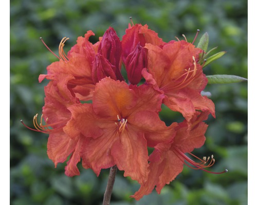 Azaleé Rhododendron luteum 'Feu d'artifice' H 30-40 cm Co 5 L