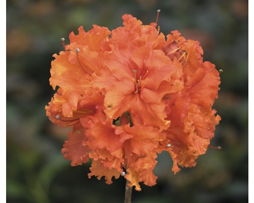 Azalée Rhododendron lutem 'Gibraltar' à feuilles caduques h 30-40 cm Co 5 l Gros plan d''une fleur d''azalée orange