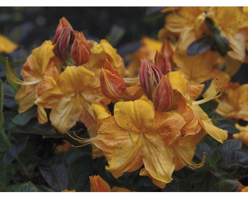 Azalée Rhododendron lutem 'Klondyke' à feuilles caduques h 30-40 cm Co 5 l Gros plan sur des fleurs d''azalée orange