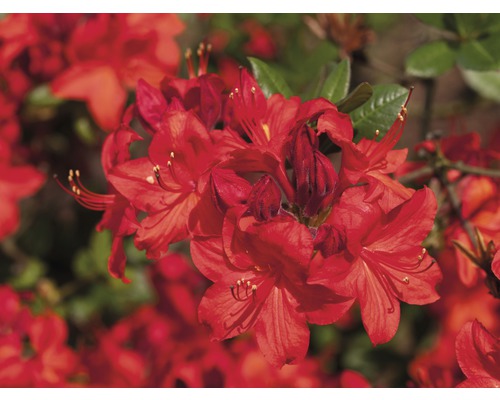 Azalée Rhododendron lutem 'Parkfeuer' à feuilles caduques h 30-40 cm Co 5 l Gros plan d''un azalée avec des fleurs