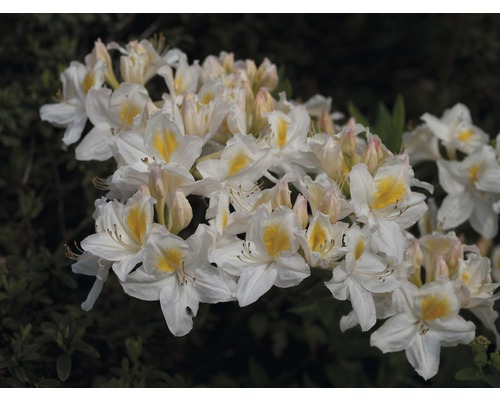 Azalee Rhododendron lutem 'Schneegold' H 30-40 cm Co 5 L