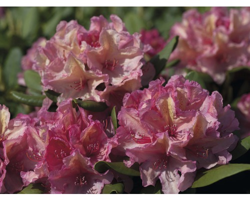 Rhododendron pour sol calcaire Rhododendron Inkarho® 'Brasilia' h 25-30 cm Co 5 L, orange Rhododendron pour sol calcaire Rhododendron Inkarho® 'Brasilia' h 25-30 cm Co 5 L, orange