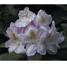 Gros plan d''une fleur de rhododendron