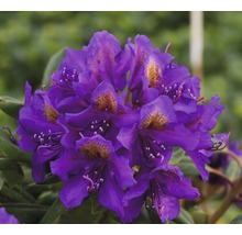 Gros plan d''une fleur de rhododendron violette