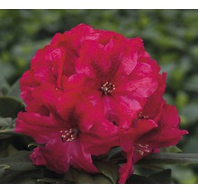 Easydendron Rhododendron Inkarho® 'Rabatz' H 25-30 cm Co 5 L kalktolerante Rhododendron