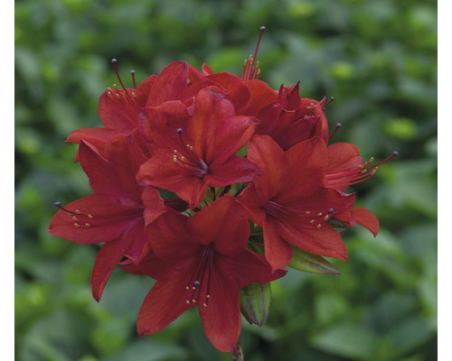 Azalée Rhododendron luteum 'Nabucco' H 30-40 cm Co 5 L