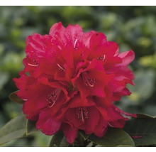 Gros plan d''une fleur de rhododendron rouge