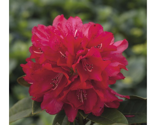 Alpenrose Rhododendron x Hybride 'Brisanz' H 30-40 cm Co 5 L