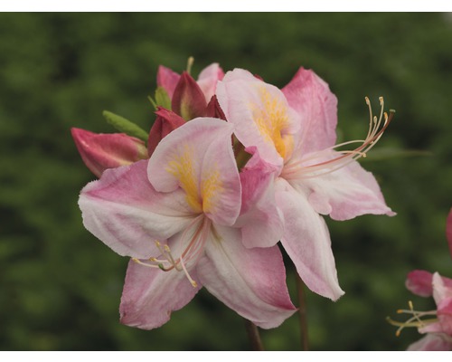 Azaleé Rhododendron lutem 'Satomi' H 30-40 cm Co 5 L