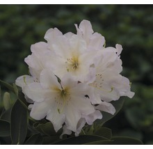 Gros plan d''une fleur de rhododendron