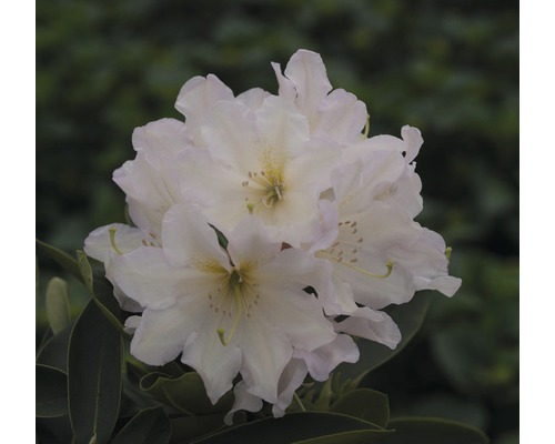 Easydendron Rhododendron Inkarho® 'Dufthecke Weiss' H 25-30 cm Co 5 L kalktolerante Rhododendron