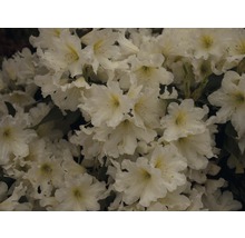 Gros plan de fleurs de rhododendron blanches