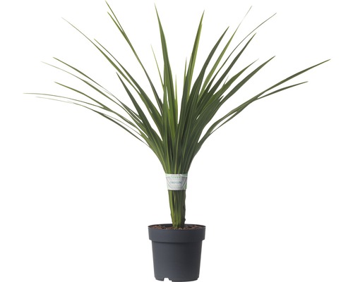 Plante artificielle en pot