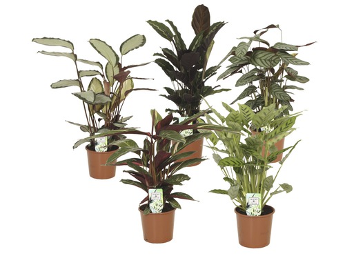 Korbmarante Mix FloraSelf Calathea Mix H 80-85 cm Ø 17 cm Topf zufällige Sortenauswahl