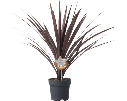 Cordyline plante d''intérieur en pot