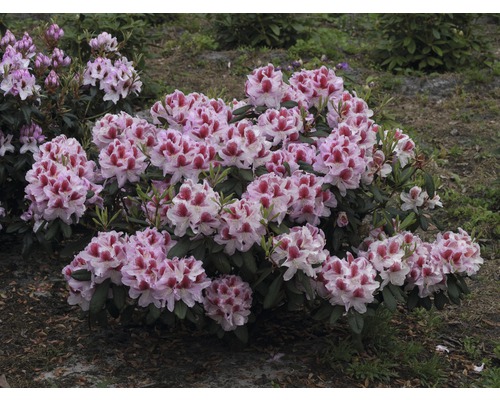 Blühender Rhododendronstrauch im Garten