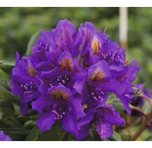 Gros plan d''une fleur de rhododendron violette