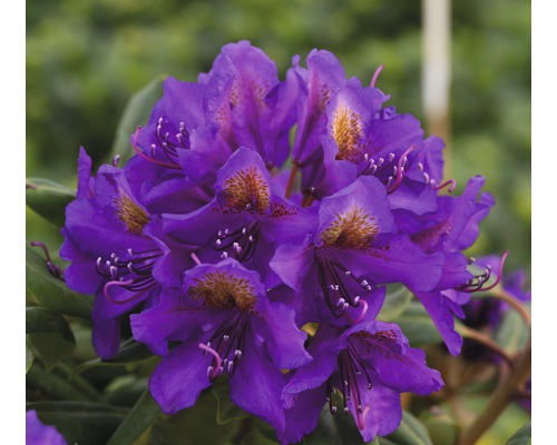 Alpenrose Rhododendron hybride 'Marcel Menard' H 30-40 cm Co 5 L