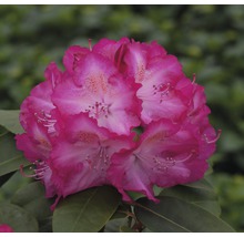 Gros plan d''une fleur de rhododendron