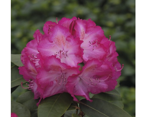 Rhododendron x Hybride 'Sternzauber' H 30-40 cm Co 5 l