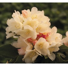 Gros plan d''une fleur de rhododendron