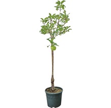 Pommier en pot