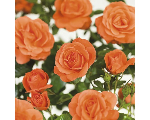 Rosier grimpant 'Newsflash' FloraSelf Rosa 'Newsflash' h 100-120 cm Co 5 l Fleurs de roses orange avec des feuilles vertes