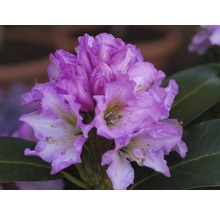 Gros plan d''une fleur de rhododendron