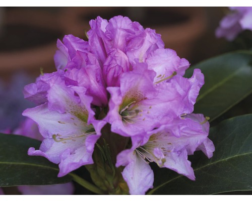 Easydendron Rhododendron Inkarho® 'Dufthecke Lila h 25-30 cm Co 5 l rhododendron pour sol calcaire