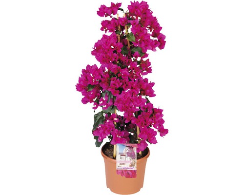 Bougainvillea FloraSelf® Bougainvillea Glabra sandriana 'Renate' Ø 23 H 20-85 cm