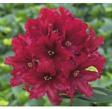 Fleur de rhododendron avec inflorescence