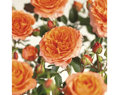 Rose de parterre 'Orange Meilove' Floraself Rosa 'Orange Meilove' H 30-50 cm Co 5 L