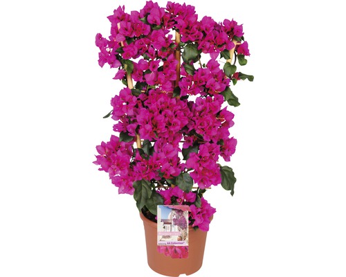 Bougainvillea FloraSelf® Bougainvillea Glabra sandriana 'Renate' Ø 23 H 20-85 cm