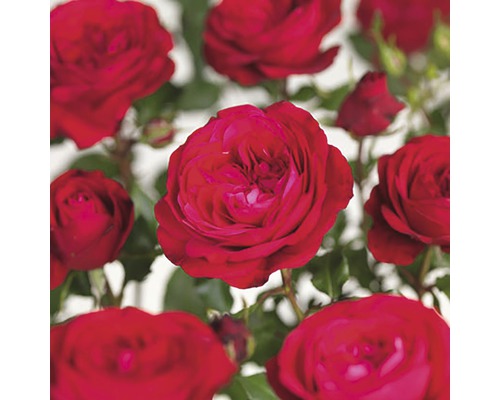 Rosier à massif 'Red Meilove' Floraself Rosa 'Red Meilove' h 30-50 cm Co 5 l Rosier buisson rouge avec plusieurs fleurs