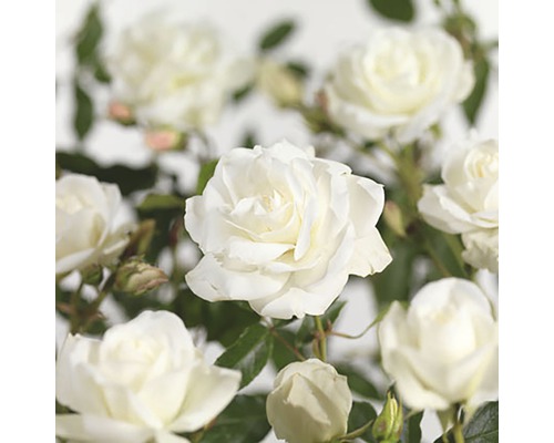 Rosier buisson 'Blanche-Neige' FloraSelf Rosa 'Blanche-Neige' h 30-50 cm Co 5 l Gros plan de fleurs de roses blanches