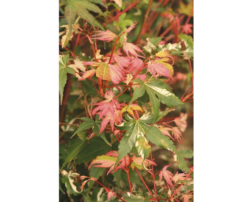 Fächerahorn Acer palmatum 'Oridono Nishiki' 40-60cm Co 4L