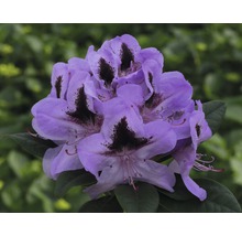 Nahaufnahme einer lila Rhododendronblüte