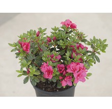 Azalée avec fleurs en pot