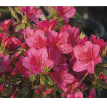 Azalée avec floraison