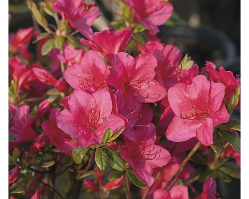 Japanische Azalee Rhododendron obtusum 'Little Red' H 20-30 cm Co 3 L