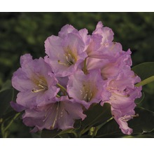 Gros plan d''une fleur de rhododendron