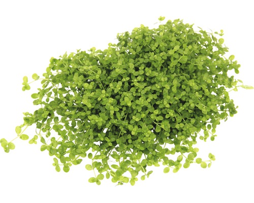 Perlenkraut Micranthemum Perlenkraut Micranthemum