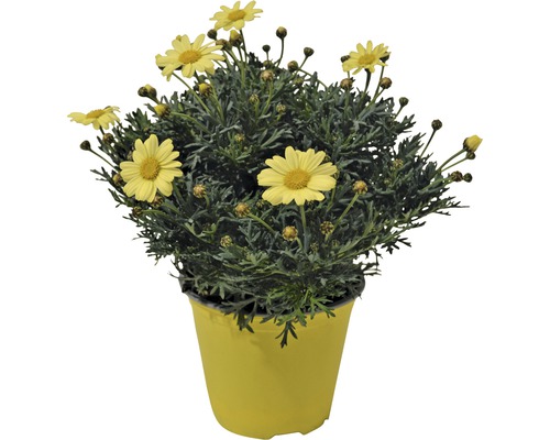 Margerite Argyranthemum Frutescens gelb
