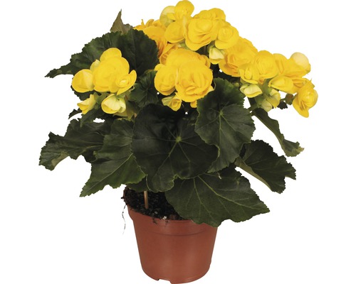 Bégonia Elatior FloraSelf Begonia Groupe Elatior 'Rebecca' pot de 14 cm